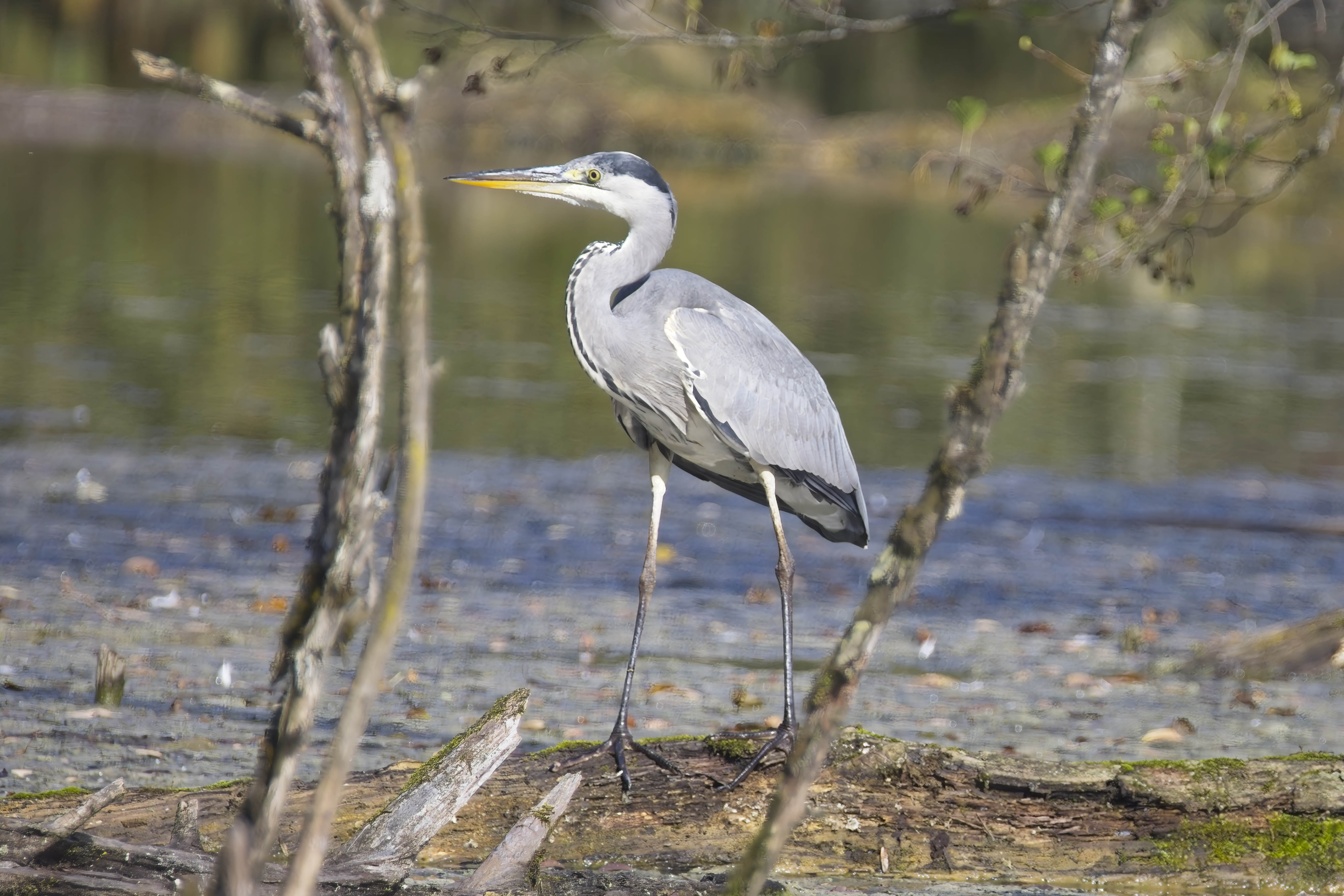 Heron