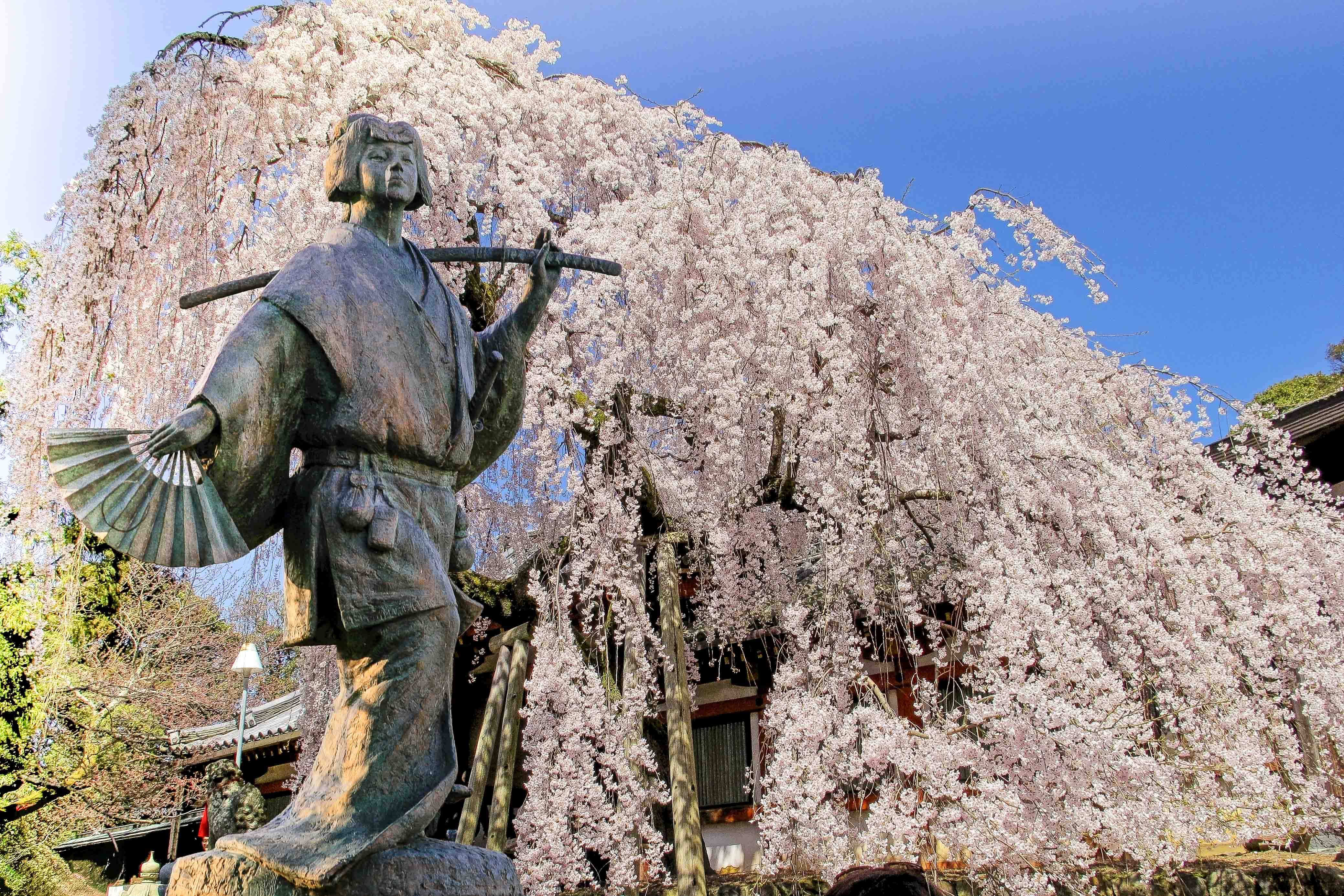 Cherry tree blossom Nara