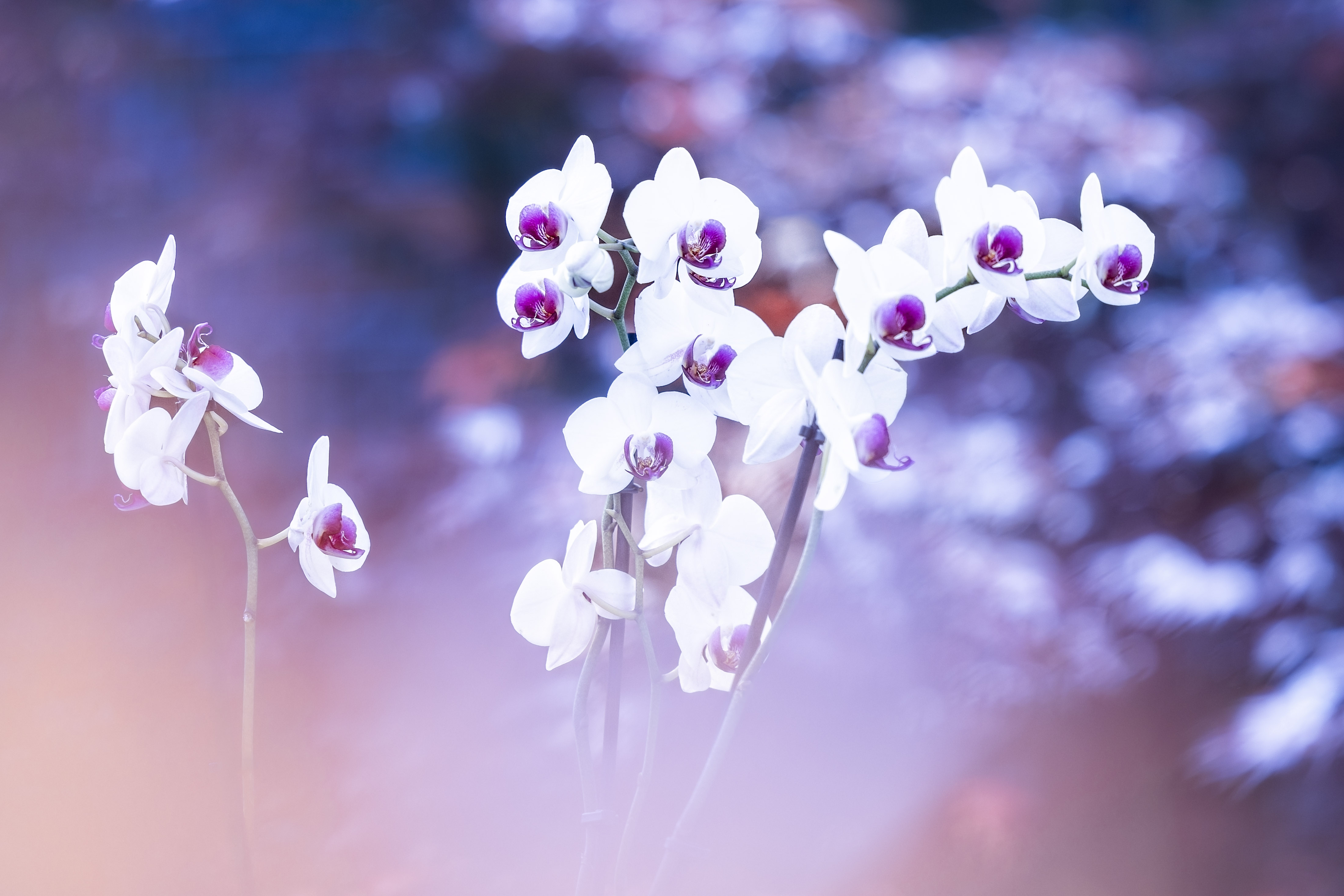 Pastel Orchids