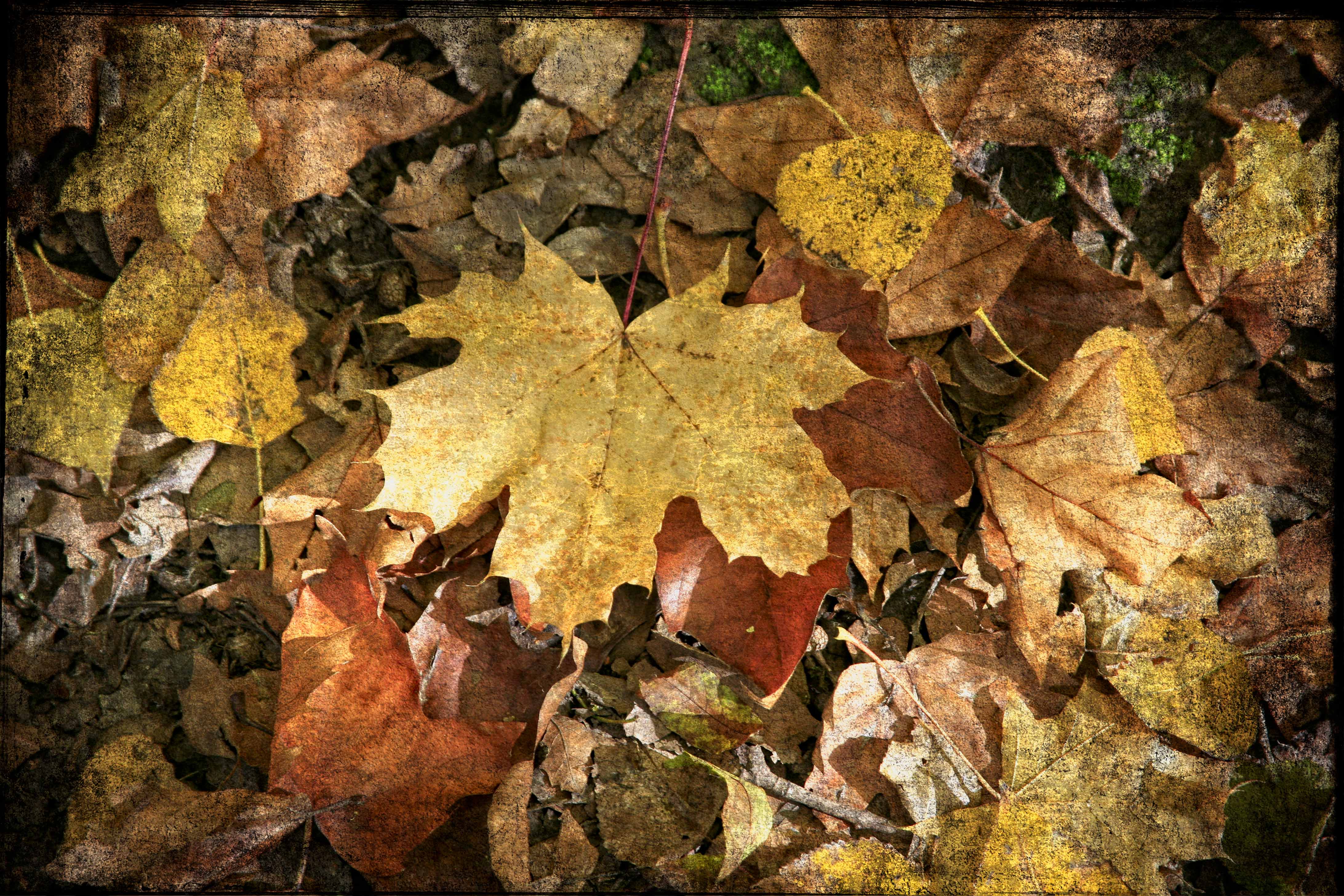 Autumn