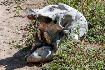 Botswana-L-114.jpg