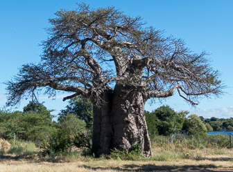Botswana-L-2.jpg