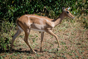 Botswana-L-51-Modifier.jpg