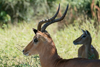 Botswana Chobe 