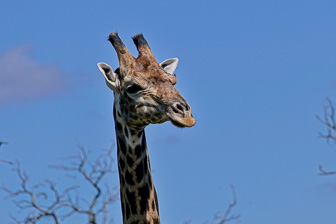 Botswana-L-99-Modifier.jpg