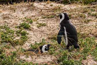 Cape-Point-Penguin-Colony