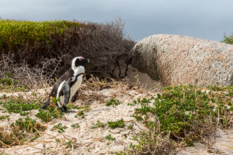 Cape-Point-Penguin-Colony