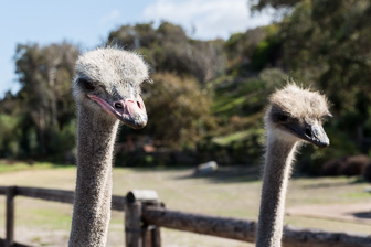 Sunvalley-Ostrich-1.jpg