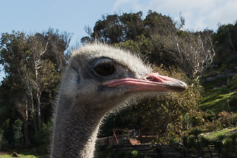 Sunvalley-Ostrich-2_v1.jpg