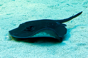 Cape Town Aquarium