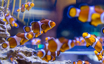 CapeTown-Aquarium-C-35.jpg