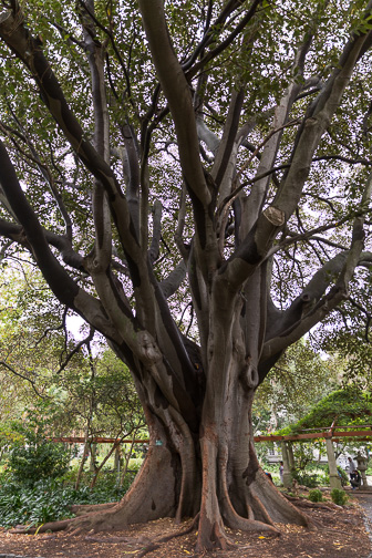 CapeTown-Cie-Garden-C-13.jpg
