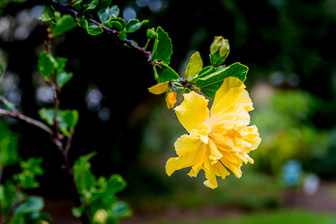 CapeTown-Cie-Garden-C-26.jpg