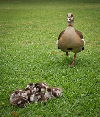 CapeTown-Cie-Garden-C-34-Modifier.jpg