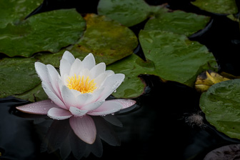 CapeTown-Cie-Garden-L-15.jpg