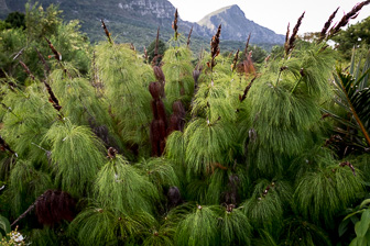 CapeTown-Kirstenbosch-C-17.jpg