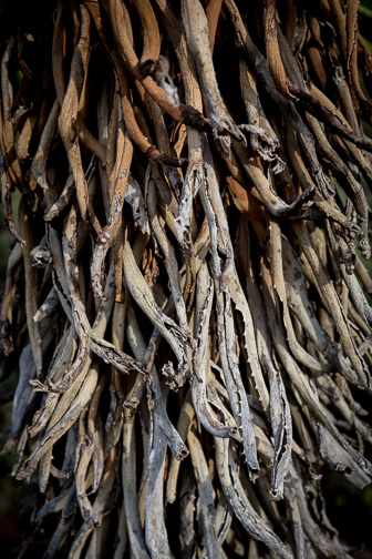 CapeTown-Kirstenbosch-C-19.jpg