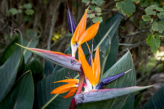 Cape Town Kirstenbosch National Garden