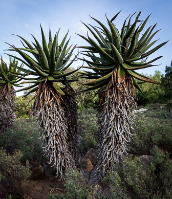 CapeTown-Kirstenbosch-C-20.jpg