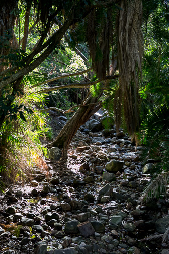 CapeTown-Kirstenbosch-C-3.jpg