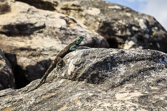 CapeTown-Table-Mountain-C-57.jpg