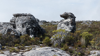 CapeTown-Table-Mountain-L-11.jpg