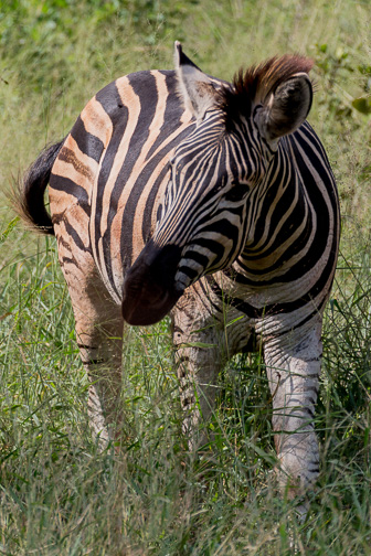 Hluhluwe-C-149-Edit.jpg