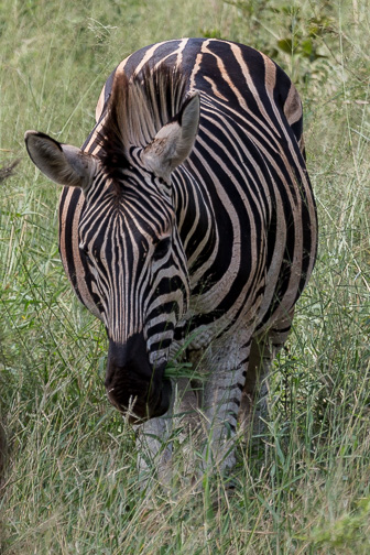 Hluhluwe-C-156.jpg