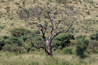 Hluhluwe-C-163.jpg