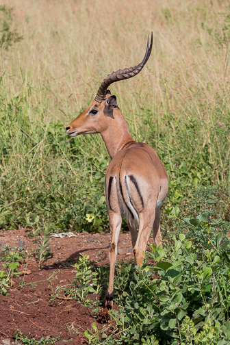 Hluhluwe-C-165.jpg