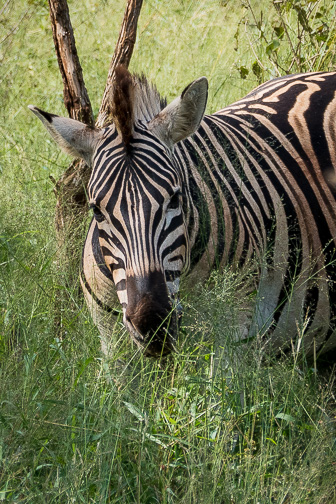 Hluhluwe-L-65.jpg