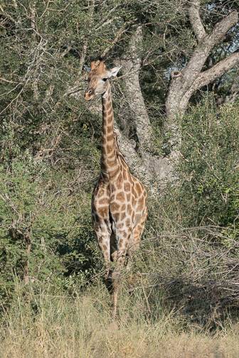 Makalali-L-168.jpg