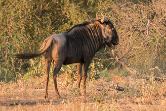 Makalali-L-220.jpg