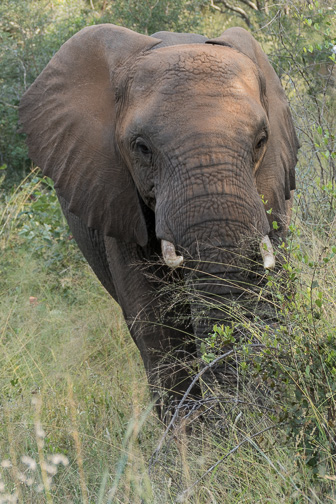 Makalali-L-63.jpg