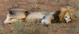 Makalali Private reserve