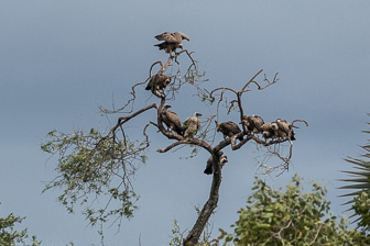 Zambeze-L-11.jpg