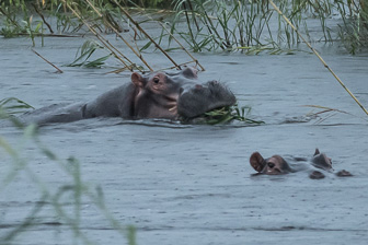 Zambeze-L-40.jpg