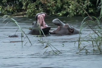 Zambeze-L-46.jpg