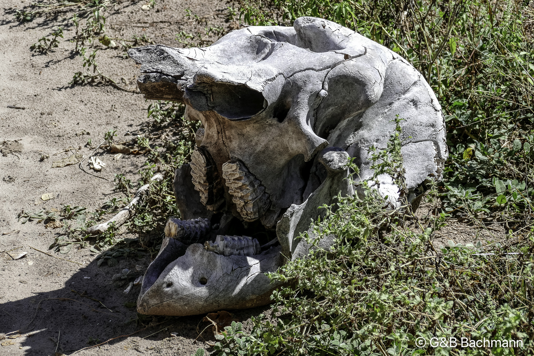 Botswana-L-114.jpg
