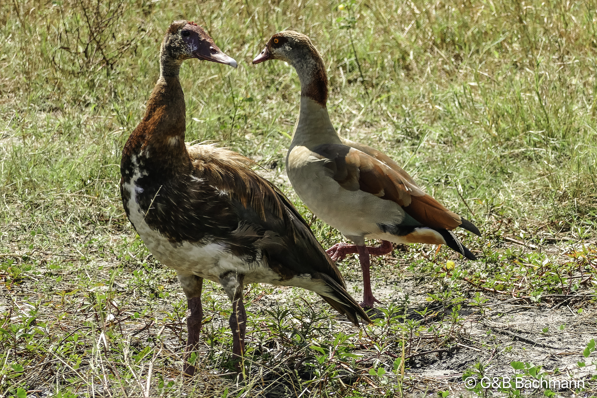 Botswana-L-137.jpg