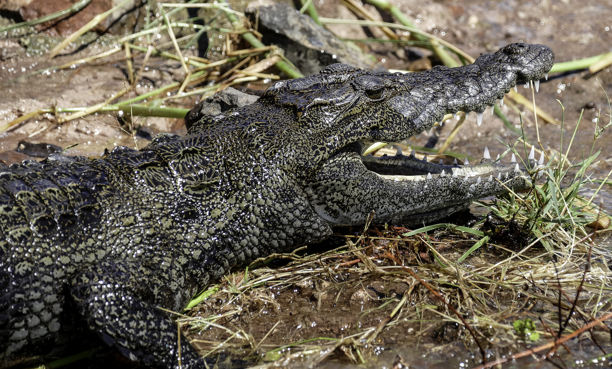Botswana-L-150-Edit.jpg