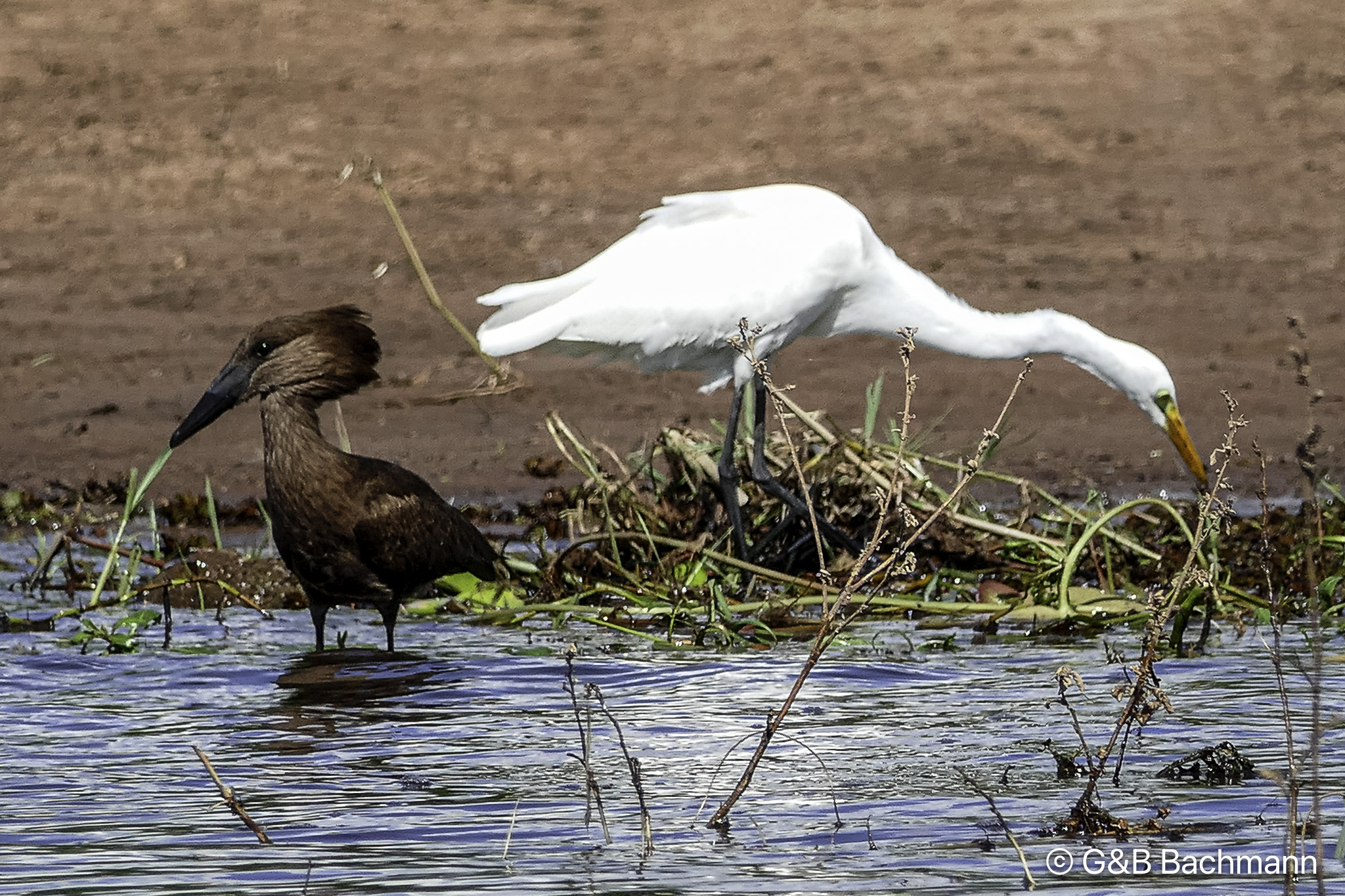Botswana-L-176.jpg