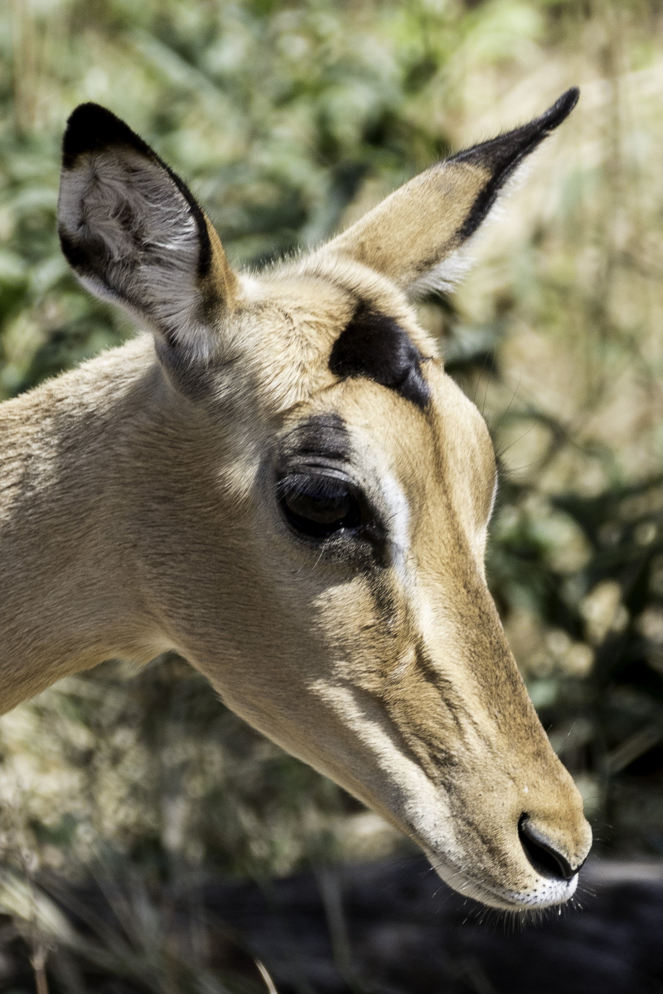 Botswana-L-47.jpg