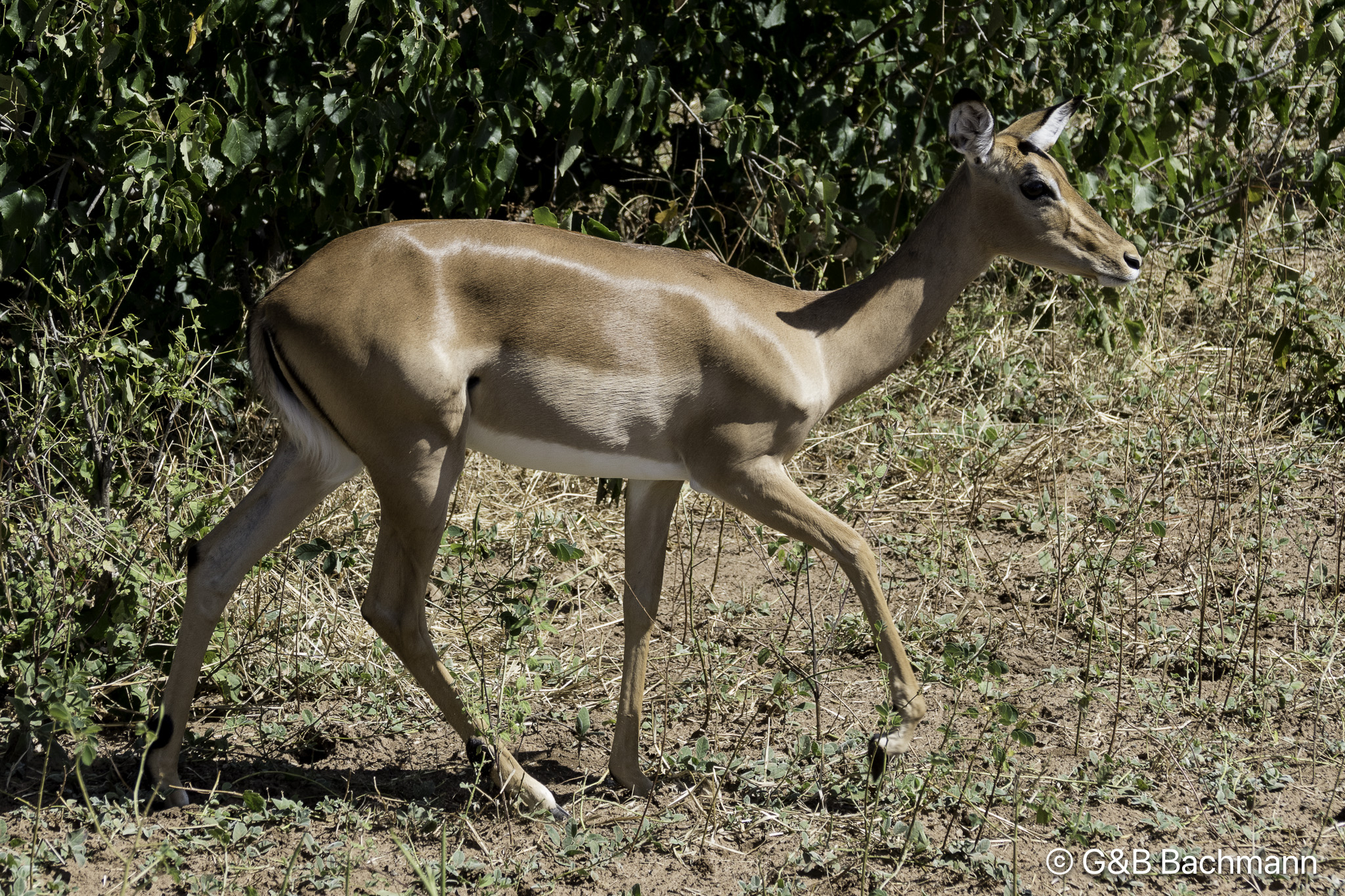 Botswana-L-51.jpg