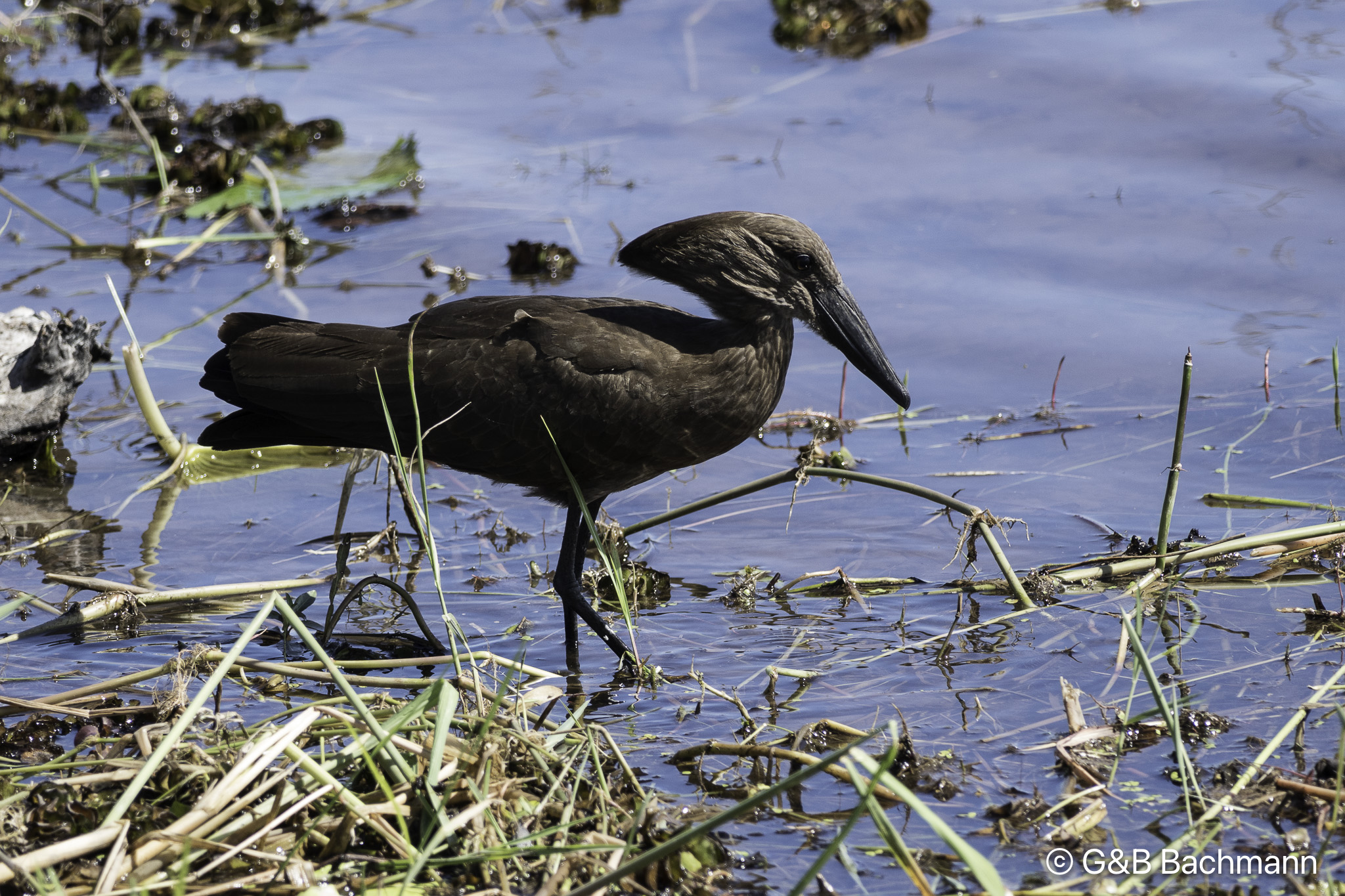 Botswana-L-59.jpg