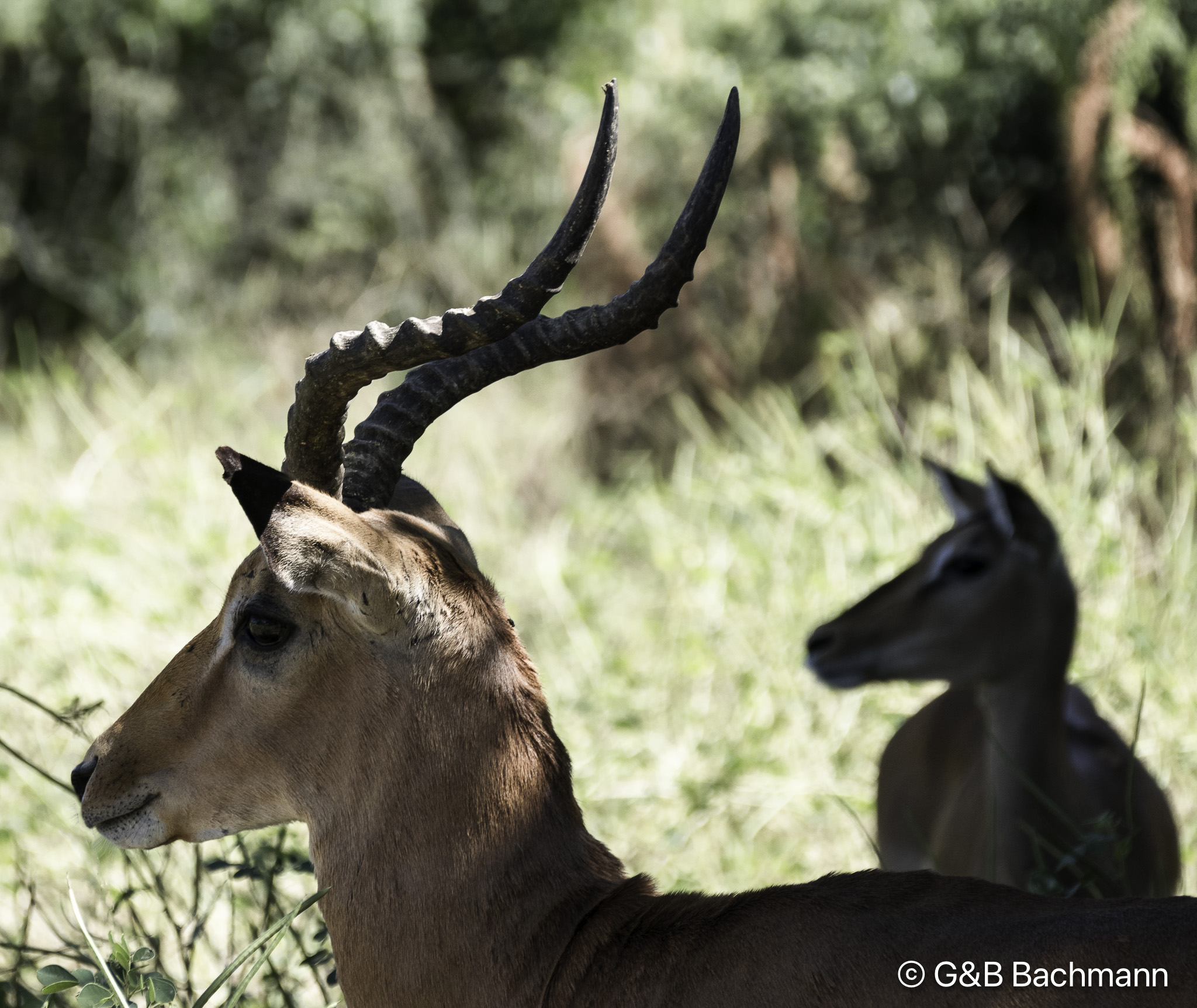 Botswana-L-70-Edit.jpg