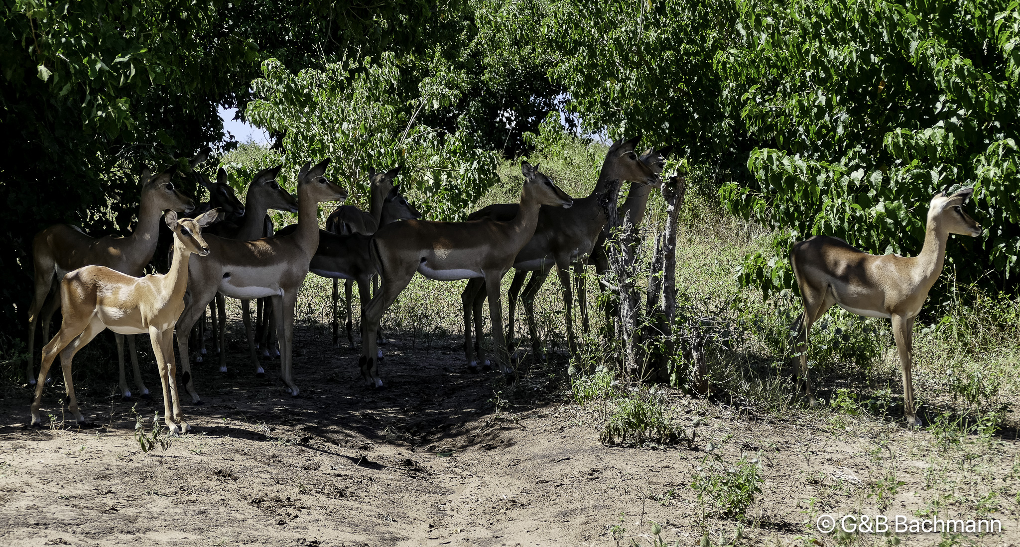 Botswana-L-82.jpg