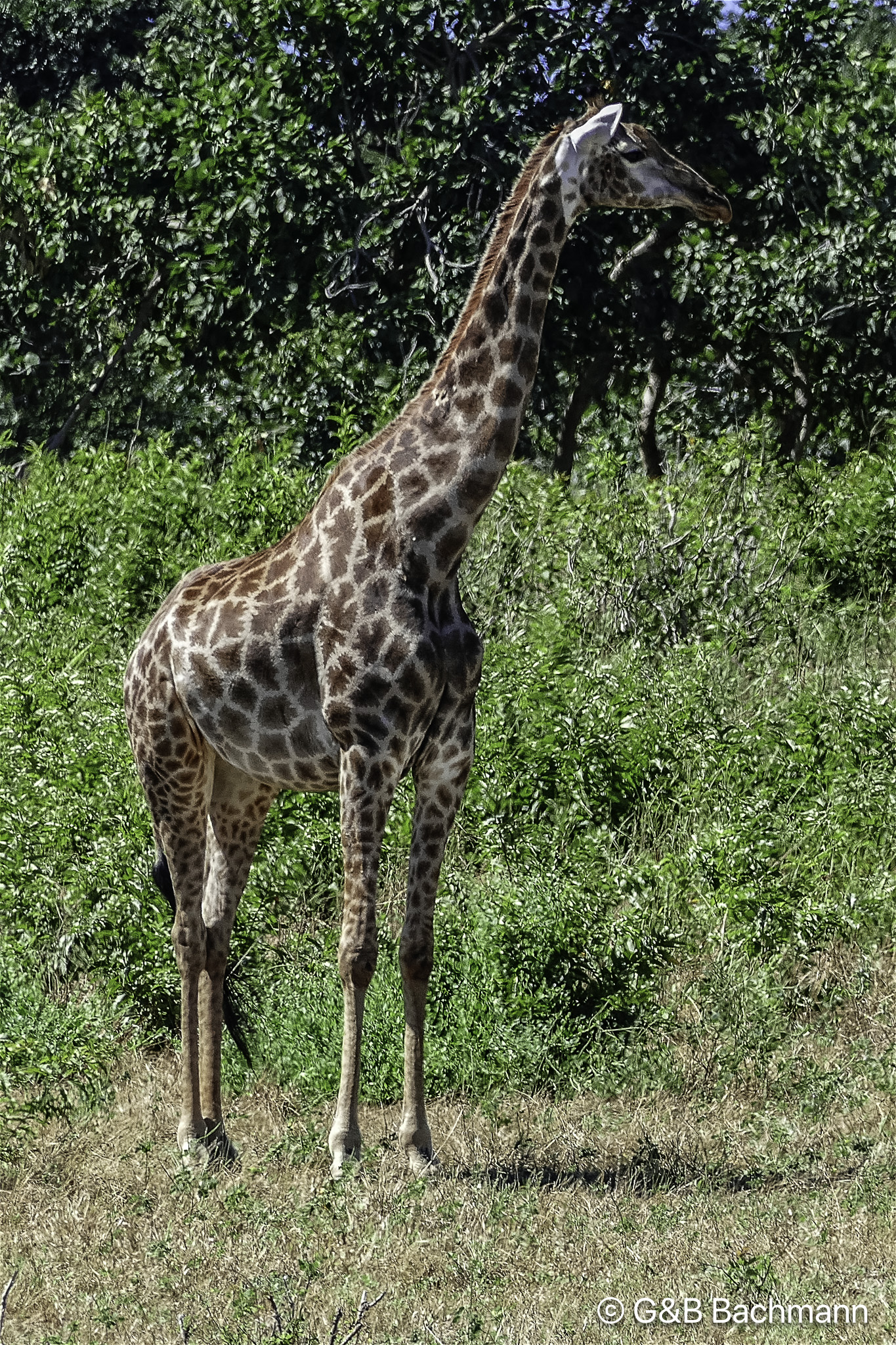 Botswana-L-91-Modifier.jpg