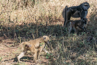 Botswana-L-14-Modifier.jpg