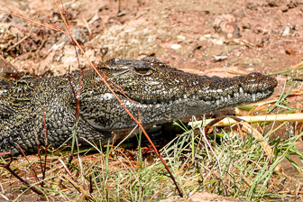 Botswana Chobe  Botswana Chobe